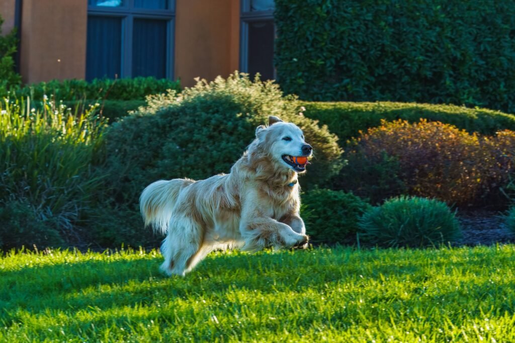 A happy healthy dog playing safely on a lush green grass lawn after the yard spray has dried